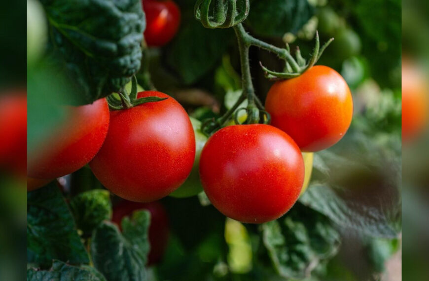 Метод «диво-ями» для поливу томатів та огірків: просто та дуже зручно