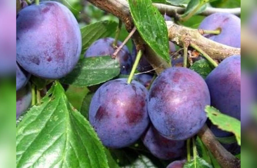 Як обрізати сливу в серпні, щоб не знищити дерево: поради садівникам