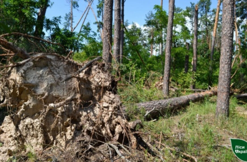 В Україні з початку року через буревії пошкоджені 3000 гектарів лісів