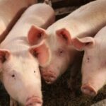 Вартість свиней за живою масою з 3 по 9 листопада…