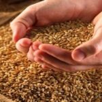 Ціни на харчову пшеницю в українських портах знижуються: вартість.