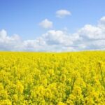 Зливові дощі уповільнили жнива соняшника, ріпак як варіант для переробних…