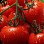 Підвищення цін на тепличні томати в Україні: причина – зменшення…
