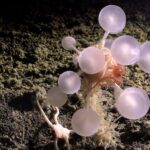 У Південному океані виявлено десятки нових видів, зокрема хижої губки-«кулі…