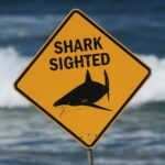 Смертельний напад акули в Австралії: 1 людина загинула, 1 людина…