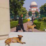 Наказ Верховного суду Індії спрямований на вирішення проблеми безпритульних собак.…
