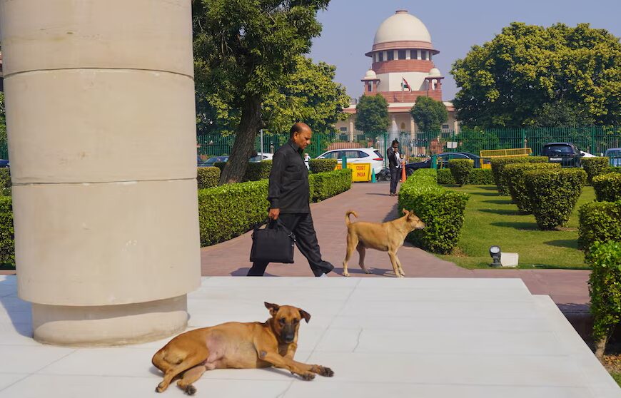 Наказ Верховного суду Індії спрямований на вирішення проблеми безпритульних собак. Спостерігачі кажуть, що здебільшого це гавкіт.
