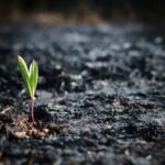 Екологічна шкода Україні від російської агресії – майже 6 трильйонів…