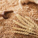 Україна: експорт пшениці 2026 – жодних обмежень у планах