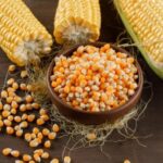 Фуражна кукурудза подешевшала: 8500–9300 грн/тонна, умови CPT