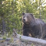 У канадській провінції Британська Колумбія зафіксовано напад ведмедя грізлі.