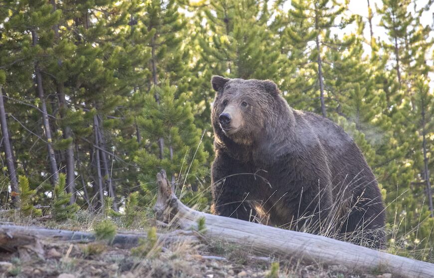 У канадській провінції Британська Колумбія зафіксовано напад ведмедя грізлі.