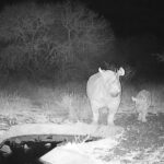 Дитинча чорного носорога, що знаходиться під критичною загрозою зникнення, народилося…