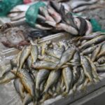 Китай призупинить імпорт японських морепродуктів через чергову ескалацію ситуації з…