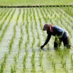 Вчені кажуть, що екстремальні повені призвели до тривожного зниження врожайності…