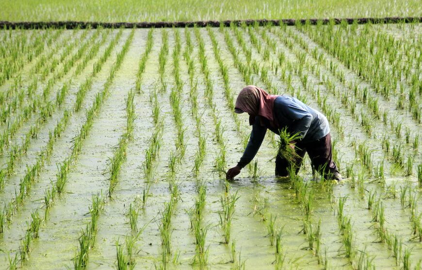 Вчені кажуть, що екстремальні повені призвели до тривожного зниження врожайності рису за останні 30 років