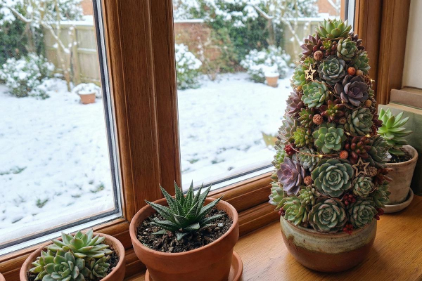 Ялинка із сукулентів
