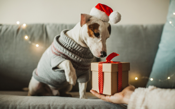 Фото: Svetikd/Getty Images