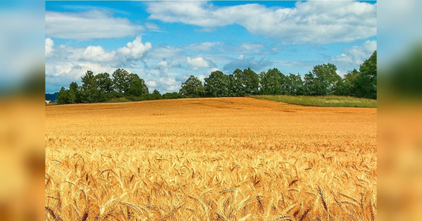 Власникам паїв та земель роздадуть 100 000 грн: усі деталі програми