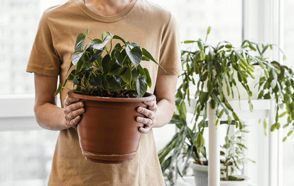 Можна використовувати підвісні кашпо