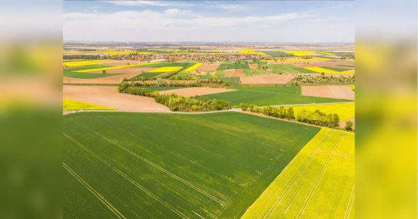 Підстав для зростання цін на сільськогосподарську землю немає: бульбашку надувають посередники — ЗМІ