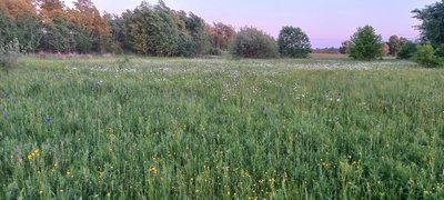 Верховний Суд дозволив будівництво ЖК на території "Екопарку Осокорки": активісти готують нові позови