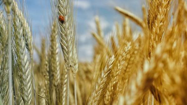 Сільськогосподарське виробництво в Україні за перші пів року 2026 року скоротилося на 1,6% – Держстат