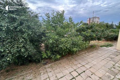 "У місті немає парків": жителі Теплодара протестують проти вирубки дерев у центральному сквері