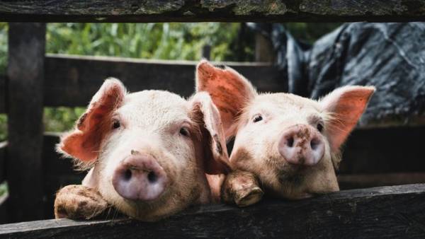 KSG Agro: чистий прибуток зріс у 6,7 раза, виручка впала на 40% за перше півріччя 2026 року