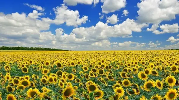 Російська олія поступається українській у конкуренції