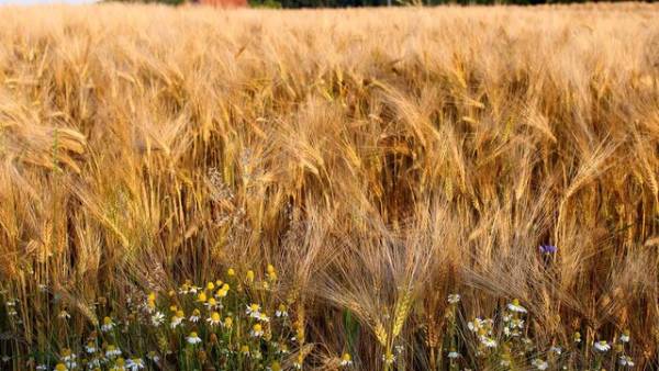 Урядова програма спрямована на зростання експорту сільськогосподарської продукції на 4 мільярди доларів США та підвищення частки переробки до 63%.