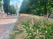 У Києві збільшується кількість територій, засаджених декоративними травами – до 2026 року їх було висаджено на 117 місцях.