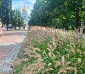 У Києві збільшується кількість територій, засаджених декоративними травами – до 2026 року їх було висаджено на 117 місцях.